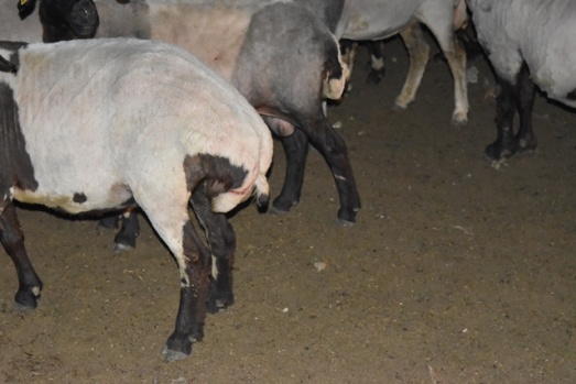 Sokak Köpekleri Koyunlara Saldırdı