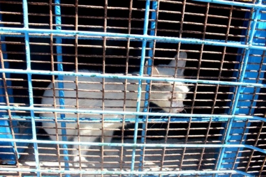 KARAMAN’DA CAMİDE 3 KEDİ YAVRULADI