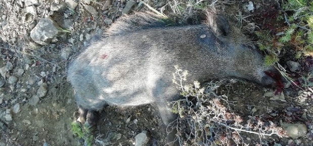 Göcer Köyünde Yaban Domuzu Sürek Avı Düzenlendi