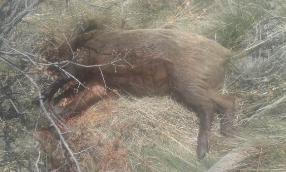 İhsaniye Köyünde Mücadele Amaçlı Yaban Domuzu Sürek Avı Düzenlendi