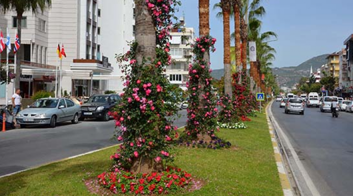 Alanya daha renkli olacak, 250 bin çiçek dikiliyor