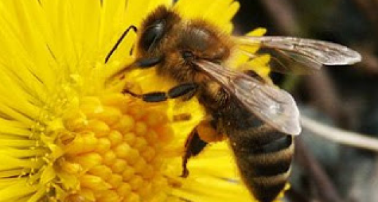 2017 ana arı rengi