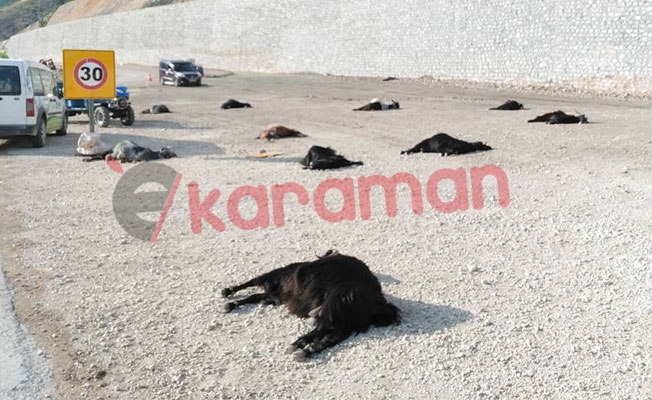 Hayvan Ölümleri Hakkında Açıklama Geldi... Hayvan Ölümleri Hakkında Açıklama Geldi...