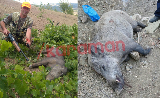 Bayır Köyünde Yaban Domuzu Sürek Avı Düzenlendi Bayır Köyünde Yaban Domuzu Sürek Avı Düzenlendi