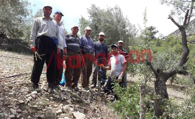 İlimizde Yabani Antep Fıstıkları Aşılandı İlimizde Yabani Antep Fıstıkları Aşılandı