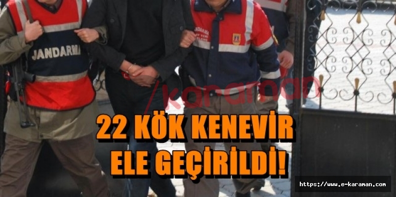 22 Kök Kenevir Ele Geçirildi!