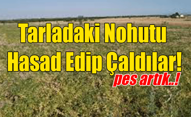 Tarladaki Nohutu Hasad Edip Çaldılar!