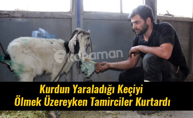 Kurdun Yaraladığı Keçiyi Ölmek Üzereyken Tamirciler Kurtardı