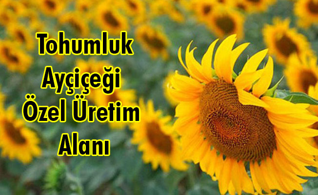 Tohumluk Ayçiçeği Özel Üretim Alanı Tohumluk Ayçiçeği Özel Üretim Alanı