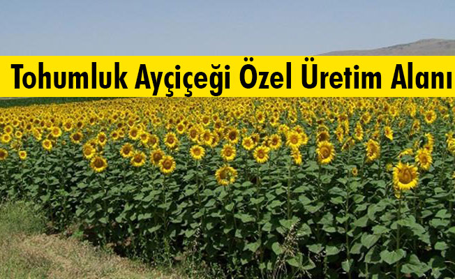 Uyarı... Tohumluk Ayçiçeği Özel Üretim Alanı Uyarı... Tohumluk Ayçiçeği Özel Üretim Alanı