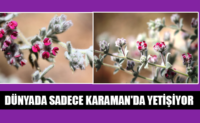 DÜNYADA SADECE KARAMAN'DA YETİŞİYOR