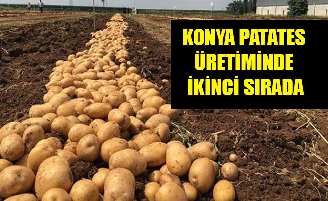 KONYA PATATES ÜRETİMİNDE İKİNCİ SIRADA