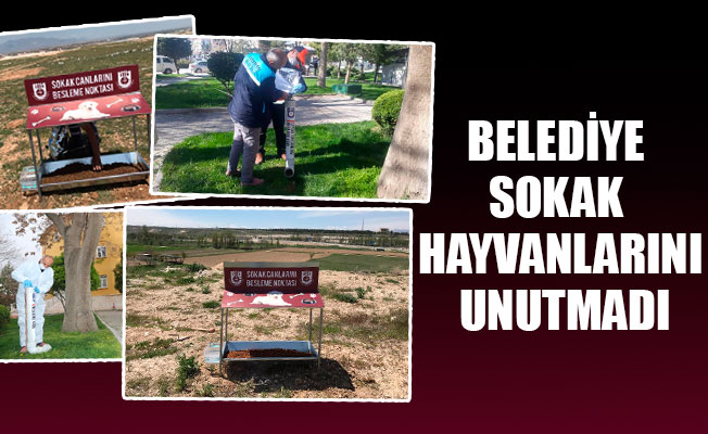 BELEDİYE SOKAK HAYVANLARINI UNUTMADI