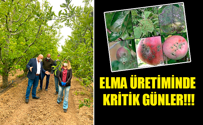 ELMA ÜRETİMİNDE KRİTİK GÜNLER!!!