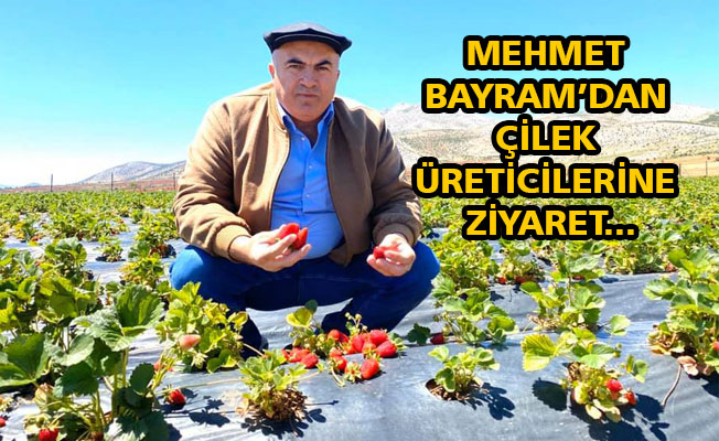 MEHMET BAYRAM’DAN ÇİLEK ÜRETİCİLERİNE ZİYARET...