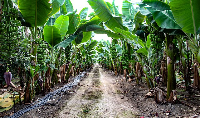Adana'da muz üretimi, devlet teşvikleriyle 7 bin 500 dekara çıktı