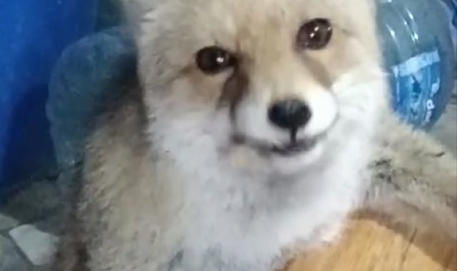 Bağ evinin bahçesine giren tilkileri besledi