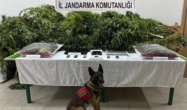Çiftliğinde esrar ve kenevir ele geçirilen avukat beraat etti, 2 çalışanı 14'er yıl 9'ar ay ceza aldı