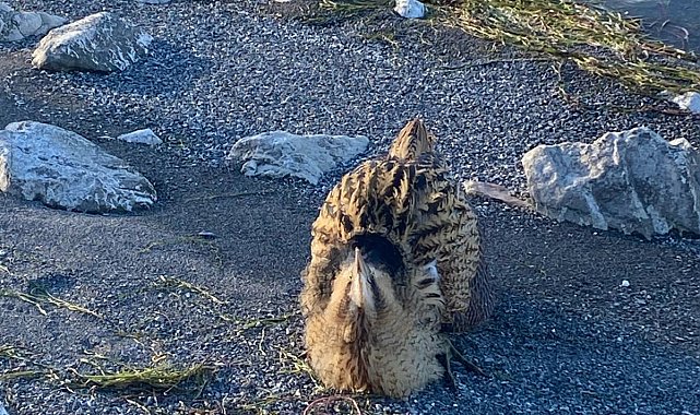 Eğirdir Gölü'nde yaralı bulunan Güney Amerika balabanı koruma altına alındı