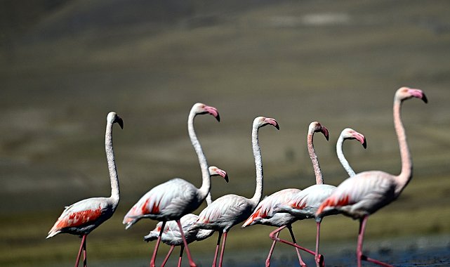 Flamingolar, İran'ın Urumiye Gölü kuruyunca Van Gölü Havzası'ndan kışın da ayrılmadı