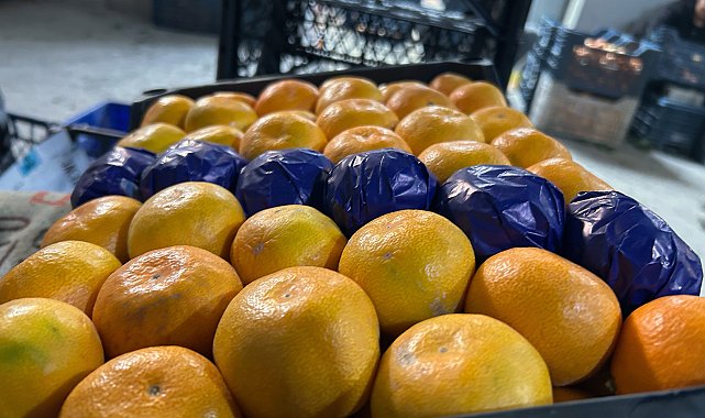 Hatay'da dalında kalan mandalinadan meyve suyu üretilecek