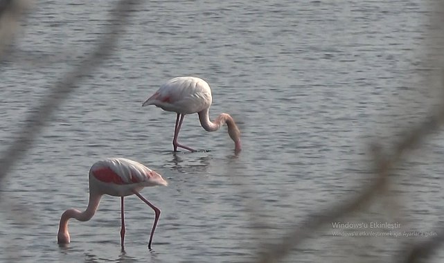 Hersek Lagünü'nün gözde misafirleri flamingolar