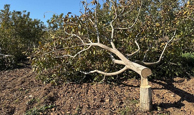 İki bahçesindeki 30 ağaç kesildi, jandarmaya şikayetçi oldu