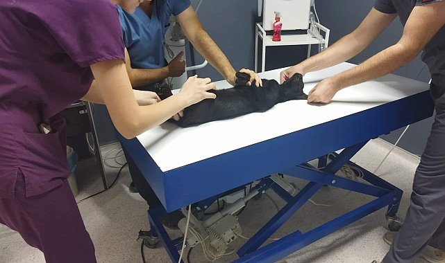 Kedileri av tüfeği ile öldürdüğü iddia edilen komşu için hapis istemi
