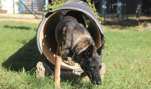 Narkotik köpeklerinin sıra dışı eğitimi; madde değil, oyuncağını arıyor