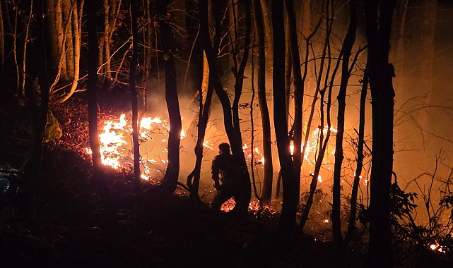 Ordu'da örtü yangını, ormana sıçradı