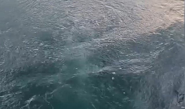 Sapanca Gölü'ndeki kabarcıklar endişeye yol açtı; uzmanı nedenini açıkladı