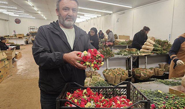 Sirtakide tabak kırmanın yerini alan Türk karanfilinden 3 milyon dolarlık gelir