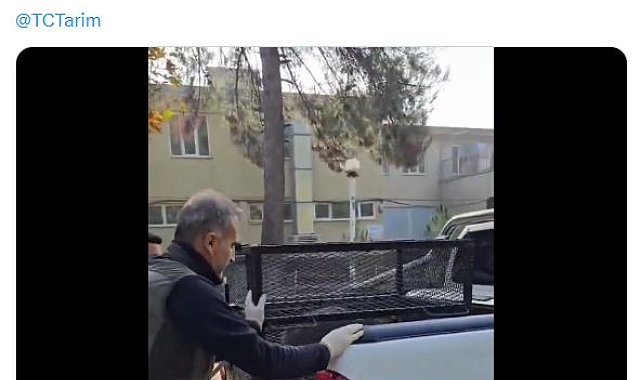 Su kuyusunda bitkin bulunan çakal doğaya geri bırakıldı