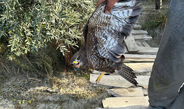 Yaralı şahin tedaviye alındı