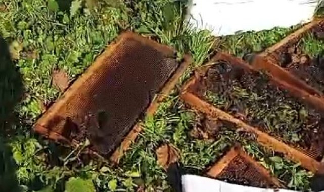 Ayı, arı kovanlarını parçaladı
