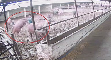 Besiciye boğa saldırdı; o anlar kamerada