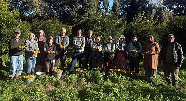 Bodrum mandalinası bahçede 15-20, manavlarda 100 liradan satılıyor