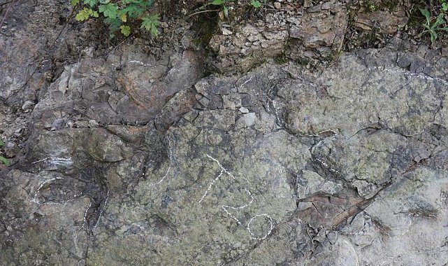 Çin'de yaklaşık 200 milyon yıl öncesine ait dinozor ayak izleri bulundu