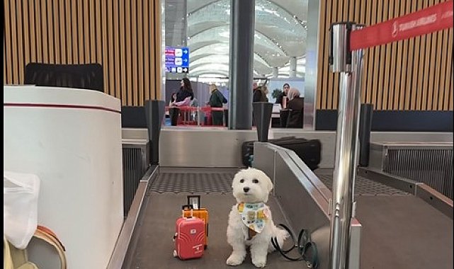 Dünya turundaki köpek 'Tofu' İstanbul Havalimanı'nda