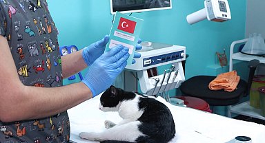 İstanbul - Evcil hayvanlara çip taktırmak için son gün 31 Aralık