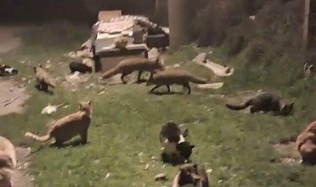 Kedi ve tilkilerin yan yana beslendiği anlar kamerada