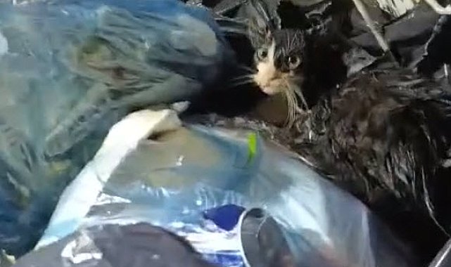 Konteyneri boşaltırken gördükleri ağzı bağlanmış poşetteki kediyi kurtardılar