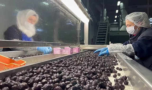 Mehmetçiğin kumanya zeytini, özel olarak seçilip laboratuvarda inceleniyor
