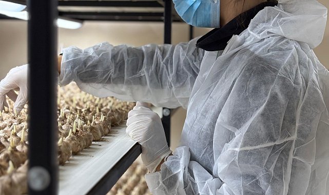 Mesleğinden vazgeçip, safran üretimine başladı; gramı 700 TL