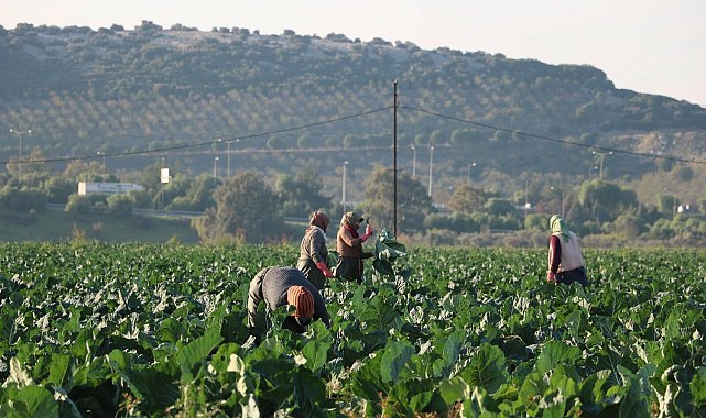Mevsim normalleri üzerindeki sıcaklık kış sebzelerini erken olgunlaştırdı