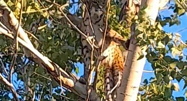 Prof. Dr. Sözen: Ağaçtaki Anadolu Parsı değil, vaşak