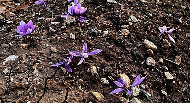 Siirt'te ilk safran üretimi