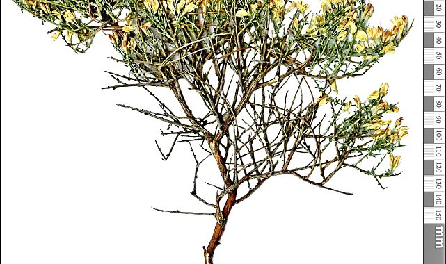 Toroslar'da yeni bitki türü keşfi; adı 'Ermenek borcağı' oldu