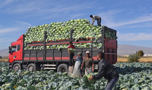 Türkiye'nin beyaz lahana üretiminin yüzde 20'si Niğde'den