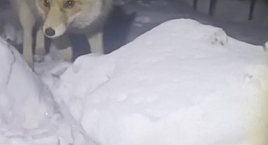 Adıyaman'da kapısına gelen tilkiyi besledi